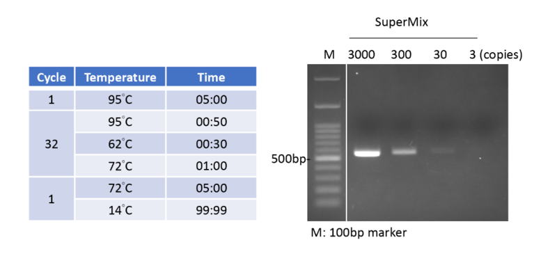  High sensitivity - Template: human gDNA: 3000 to 3 copiesPrimer (methyltransferase): FW #1458, RV #1459
