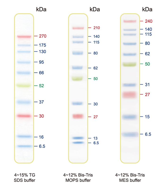 BLUltra Prestained Protein Ladder(6.5 to 270 kDa) .