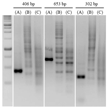 Figure 1. Comparison of commercially Hot-Start DNA Polymerase. 406 bp, 653 bp, and 320 bp fragments were amplified from 3.6 ng of human genomic DNA in 20 uL reactions using (A) NanoTaq Hot-Start DNA Polymerase, (B) DreamTaq Hot Start DNA Polymerase, (C) KAPA2G Fast HotStart PCR Kit. The programs were according to different Hot-Start DNA Polymerase suggested. The size marker is Bio-Helix 1Kb DNA Ladder RTU.