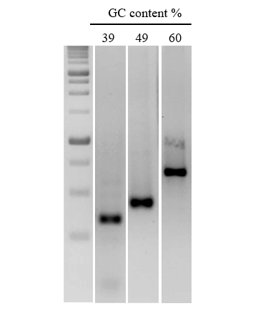 Figure 2. Efficient amplification of DNA sequences with a range of GC content. A series of DNA fragments of increasing GC content were amplified from human gDNA. NanoTaq Hot-Start DNA Polymerase was used for targets with >50% GC.