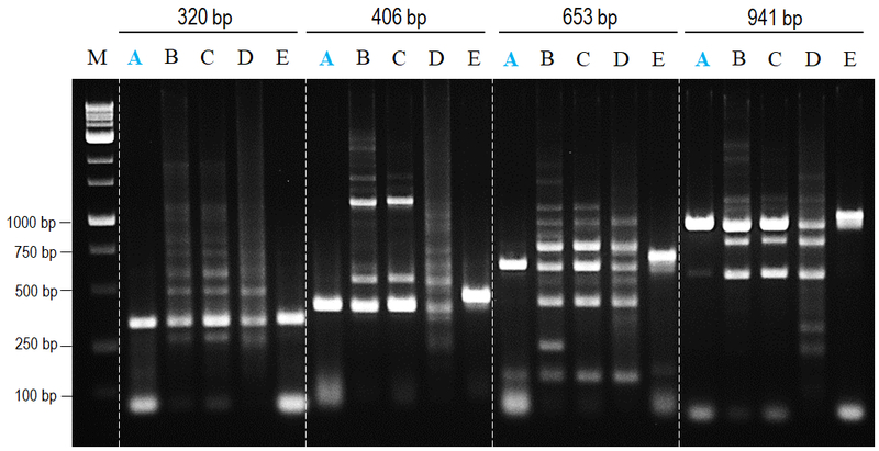 NanoTaq DNA polymerase provides both specificity and yield.