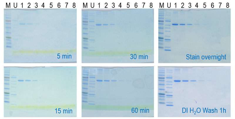 COOMASSIE nano Gel Staining from 5 mins to Over night