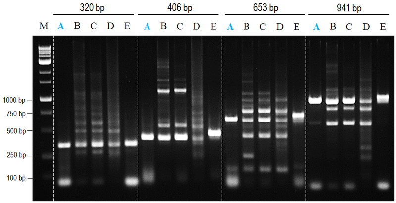 NanoTaq DNA polymerase provides both specificity and yield.
