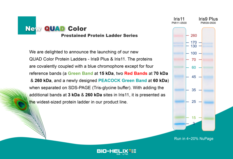 New QUAD Color Prestained Protein Ladder Series