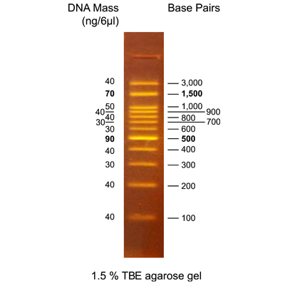 Dm101 0100 fluorescent dna marker