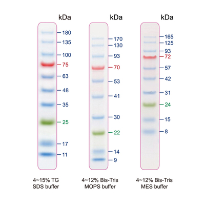Blueray prestained protein standard pm006 0500