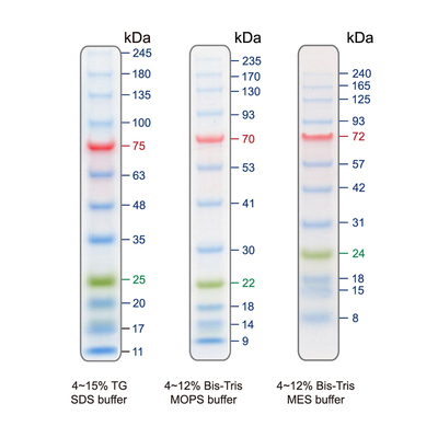 Blueye prestained protein ladder pm007 0500