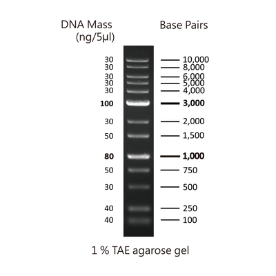 Bh 1kb plus dna ladder rtu dm015 r500