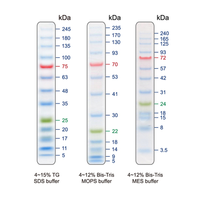 Bluelf prestained protein ladder pm008 0500