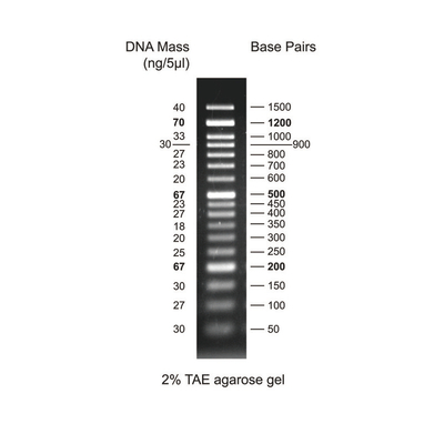 Bh 50bp dna ladder rtu dm012 r500
